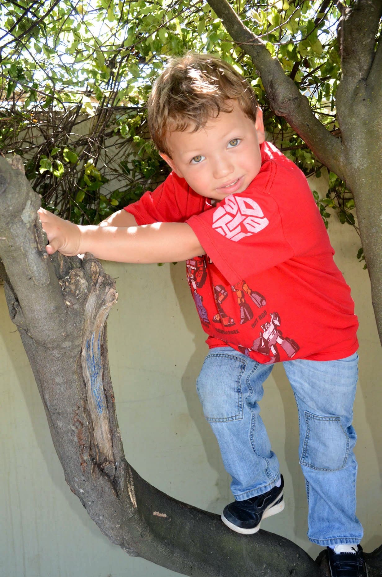 A child climbing along the trunk of a low tree