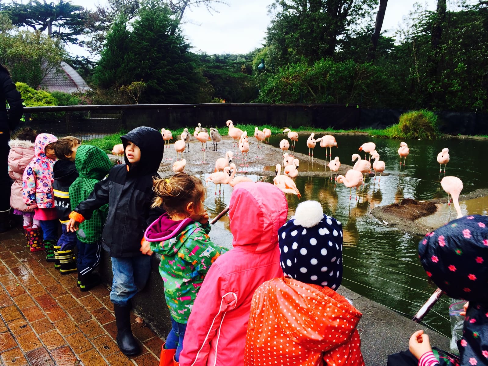Children in rain gear watching the flamingos on a field trip to the zoo